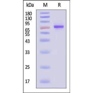 Human Serum Albumin Protein