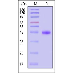 Biotinylated Human Nectin-4 Protein