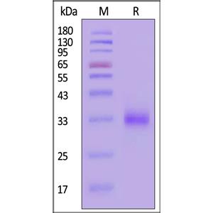 Human CD2 / SRBC Protein