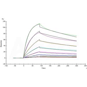 Human IL-23 alpha&IL-12 beta Heterodimer Protein