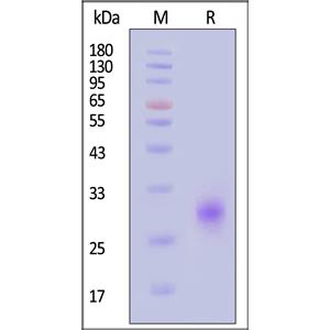 Human Fc gamma RIIB/C (CD32b/c) Protein