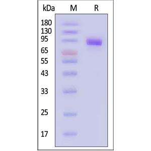 Human ErbB3 / Her3 Protein