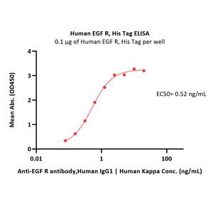 Human Her2 / ErbB2 Protein