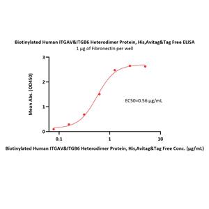 Biotinylated Human Integrin alpha V beta 6 (ITGAV&ITGB6) Heterodimer Protein