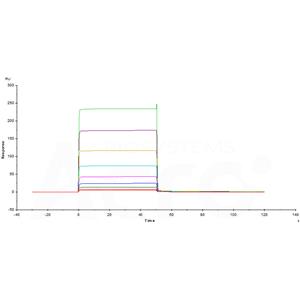 Biotinylated Human Fc gamma RIIB/C (CD32b/c) Protein