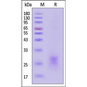 Human OX40 Ligand / TNFSF4 Protein