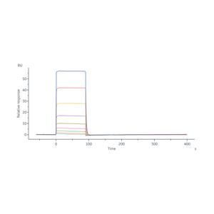 Human Fc gamma RIIA / CD32a (R167) Protein
