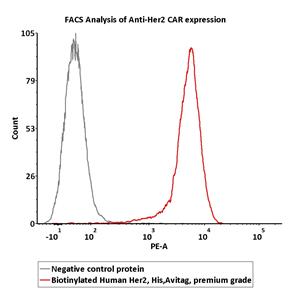 Biotinylated Human Her2 / ErbB2 Protein