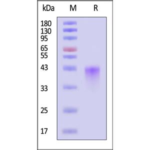 Human OX40 / TNFRSF4 / CD134 Protein