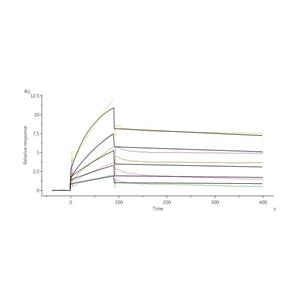 Human TGF-Beta 1 / TGFB1 Protein