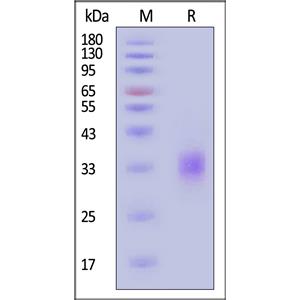 Human CLEC4C / BDCA2 Protein