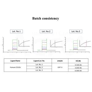 Biotinylated Human Fc gamma RIIB/C (CD32b/c) Protein