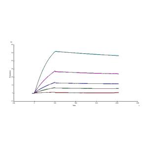 Human VEGF165 Protein