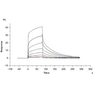 Human Fc gamma RIIIA / CD16a (V176) Protein
