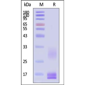 Cynomolgus CD3 epsilon&CD3 delta Heterodimer Protein
