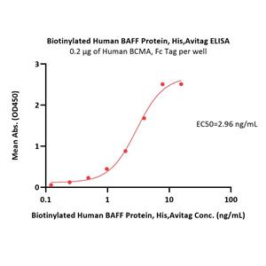 Biotinylated Human BAFF / TNFSF13B / CD257 Protein