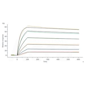 Biotinylated Human CD19 Protein