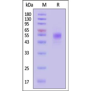 Biotinylated Human CD19 Protein