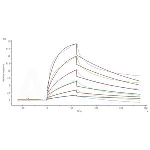 Human FcRn / FCGRT&B2M Heterodimer Protein