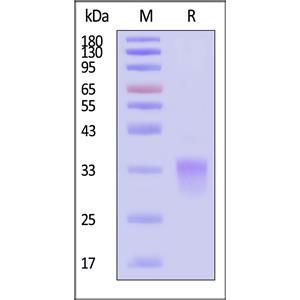 Biotinylated Human GLP1R Protein