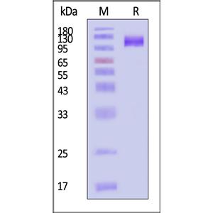 Human ENPP3 / CD203c Protein