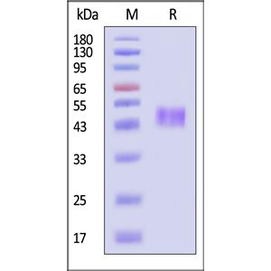 Human TROP-2 / TACSTD2 Protein