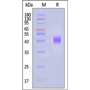 Biotinylated Human Siglec-3 / CD33 Protein
