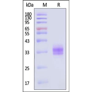 Human EpCAM / TROP1 Protein