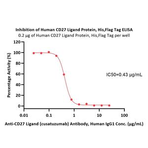 Human CD27 Ligand / CD70 Protein