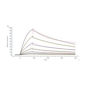 Biotinylated Human Transferrin R / CD71 Protein