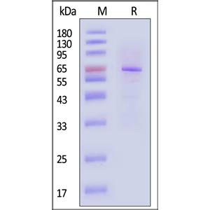 Human DcR3 / TNFRSF6B Protein