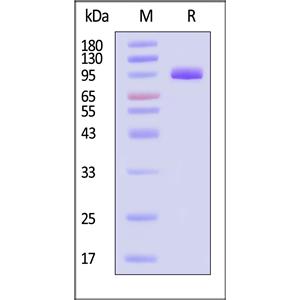 Human PSMA / FOLH1 Protein