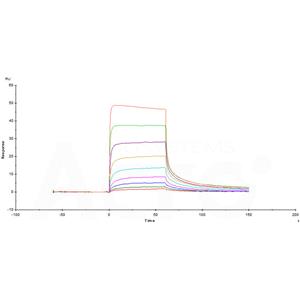 Human FcRn / FCGRT&B2M Heterodimer Protein