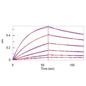 Human IL-23 alpha&IL-12 beta Heterodimer Protein