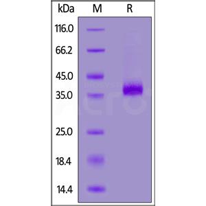 Biotinylated Human CD2 / SRBC Protein