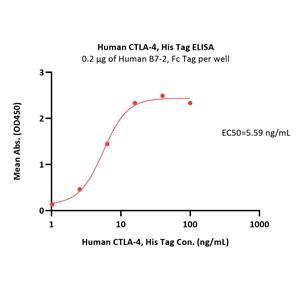 Human CTLA-4 / CD152 Protein