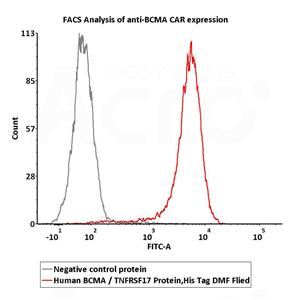 Human BCMA / TNFRSF17 Protein