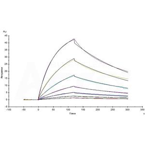 Cynomolgus CD3 epsilon&CD3 delta Heterodimer Protein
