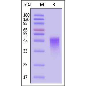 Biotinylated Human Fc gamma RIIIB / CD16b (NA1) Protein