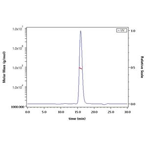 Human ErbB3 / Her3 Protein