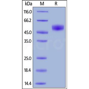 Human SIRP alpha / CD172a Protein