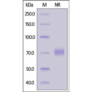 Biotinylated Human OX40 Ligand / TNFSF4 Protein