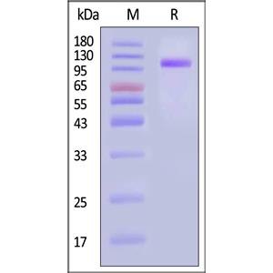 Human Cadherin-17 / CDH17 Protein