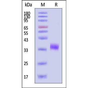 Biotinylated Human Fc gamma RIIB/C (CD32b/c) Protein