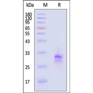 Human TL1A / TNFSF15 Protein