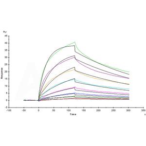 Human PD-L2 / B7-DC Protein