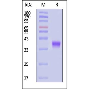 Biotinylated Human FOLR1 Protein