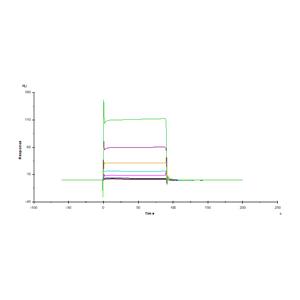Biotinylated Human Fc gamma RIIIB / CD16b (NA1) Protein