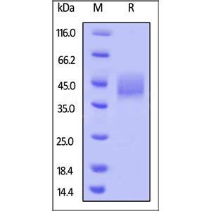 Biotinylated Human B7-H3 / CD276 Protein