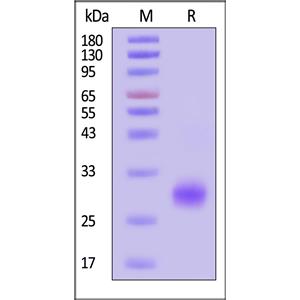 Human CD40 / TNFRSF5 Protein